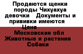 Продаются щенки породы Чихуахуа(девочки). Документы и прививки имеются. › Цена ­ 3 000 - Московская обл. Животные и растения » Собаки   